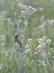 Painted Bunting
